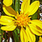 Profile Picture of Ann Mize (@ann's pix 65) on Flickr