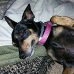 Profile Picture of Alyssa Redd (@evilalice1123) on Instagram