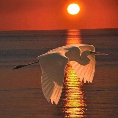 Sonja Raaijmakers Brooks - Twitter Profile Picture of Sonja Raaijmakers Brooks (@SonjaRaaijmake2) on Twitter