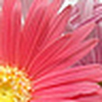 Profile Picture of Amanda (@amanda p jenkins) on Flickr