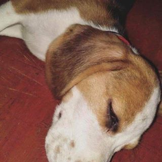 Profile Picture of Bailey Basil (@bailey.basil.9) on Facebook