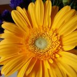 Profile Picture of Heidi Schneider (@heidi_schneider_) on Instagram