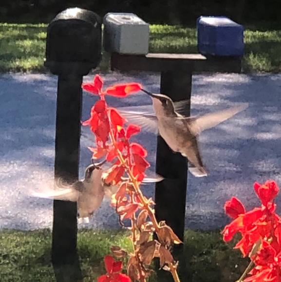 Profile Picture of Leigh-anne Hauser (@hauzerkidz) on Poshmark