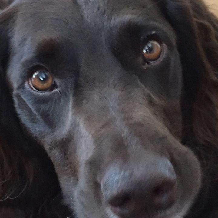 Profile Picture of Max Zeller (@cruzerthepuppy) on Tiktok