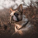 Profile Picture of 𝘼𝙡𝙚𝙭_𝙂𝙞𝙚𝙨𝙨𝙞_👱🏻‍♀️_𝙇𝙚𝙣𝙣𝙤𝙭 🐾 (@bullys_family_) on Instagram