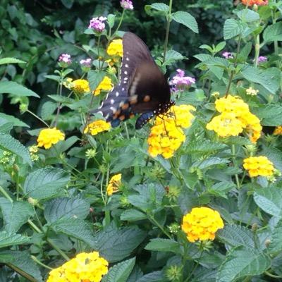 Profile Picture of Cindy Cravenho (@FuloftheDickens) on Twitter