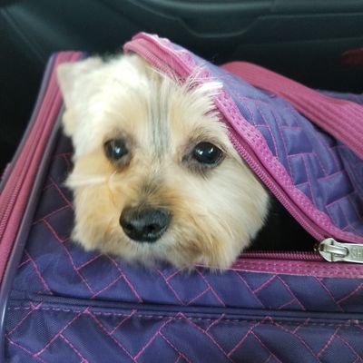 Profile Picture of Teddy Foster (@Teddy_Foster_) on Twitter