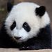 Profile Picture of Veronica McDaniel (@mcdaniel1789) on Pinterest