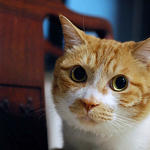 Profile Picture of Derek Chen (@chenderek551) on Flickr