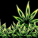 Profile Picture of Joseph Alexander Broccolo (@brocciliguy12) on Instagram