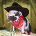 Profile Picture of Pork chop (@09s1a4fl5a004jf) on Pinterest