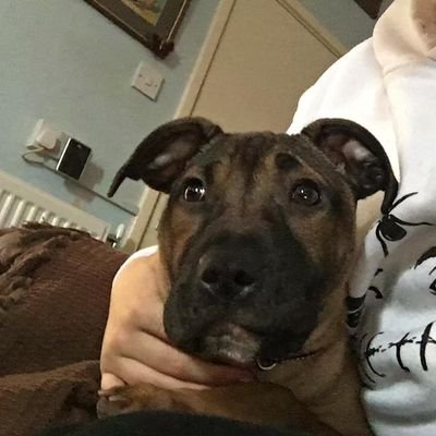 Profile Picture of Dave Brannon (@DaveBrannon6) on Twitter