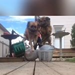 Profile Picture of Beckett and Bailey❤️Larkin (@_the.agility.pros._) on Instagram