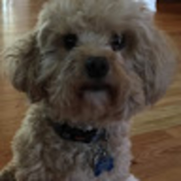 Sammie Armatas - Poshmark Profile Picture of Sammie Armatas (@701767) on Poshmark