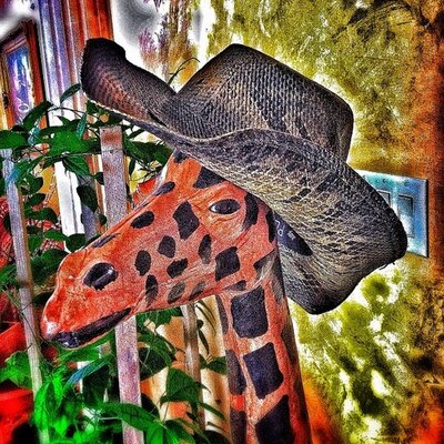 Profile Picture of Sharee Campbell (@ShareeCampbell1) on Twitter