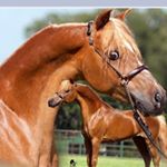 Profile Picture of Sheryl Peterson (@oakbayacres) on Instagram