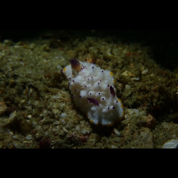 Profile Picture of May Wong (@twoyellowducks) on Poshmark