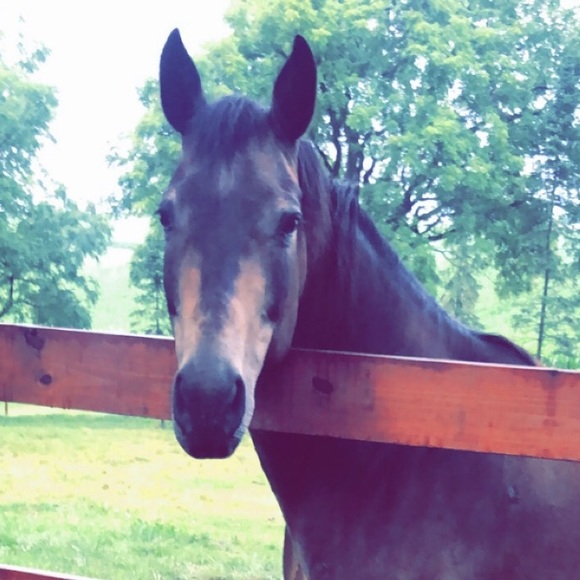 Profile Picture of Sabrina Horsman (@brinahorsman) on Poshmark