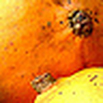 Profile Picture of Mango_james2004 (@mango_james2004) on Flickr