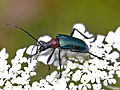 Profile Picture of Gauroteson Wikipedia