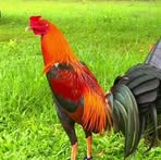 Profile Picture of Bull Stag (@bull.stag.90) on Facebook