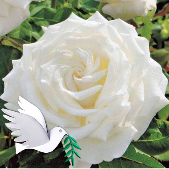 Profile Picture of Lorena Serna (@lorereyes381) on Poshmark