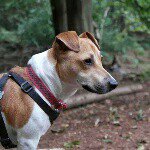 Alison - Instagram Profile Picture of Alison (@hobart3950) on Instagram