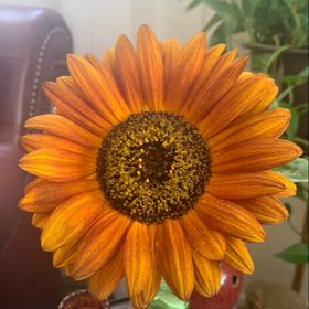 Profile Picture of Krista Schneider (@kasch1217) on Pinterest