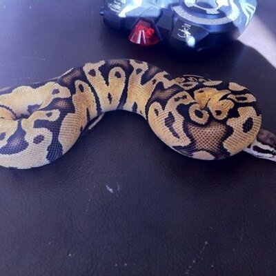 Profile Picture of Matt Hitchens (@taff_t) on Twitter