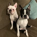 Profile Picture of Brock and Bean (@brockandbeanthebostonterriers) on Instagram