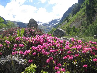 Profile Picture of Rhododendronon Wikipedia