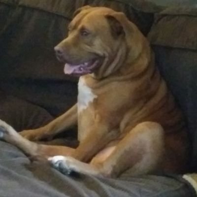 Profile Picture of William Brugh (@Magpull1) on Twitter