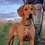 Fantastic Flora - Instagram Profile Picture of Fantastic Flora (@not_a_puppy_dream) on Instagram