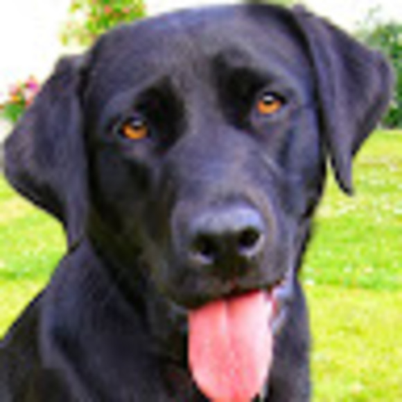 Profile Picture of Emilio Escobedo (@emilio_escobedo) on Poshmark