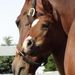 Profile Picture of Susan Hoyt (@ivyacres) on Pinterest