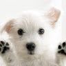 Profile Picture of Chloe Hobbs (@chloeh1661) on Pinterest
