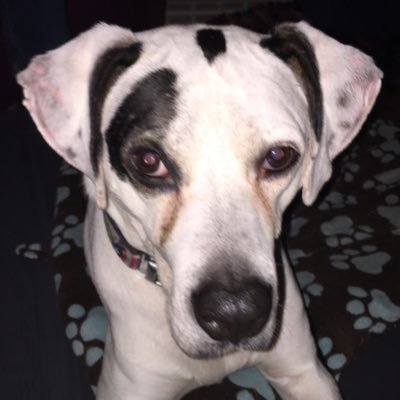 Profile Picture of Jake Abernathy (@Creature_Jake) on Twitter