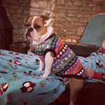 Profile Picture of Ariel Aguado-Bush (@arielthebulldog) on Instagram