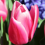 Profile Picture of Veronica Pichardo (@veronicapichardo593) on Youtube