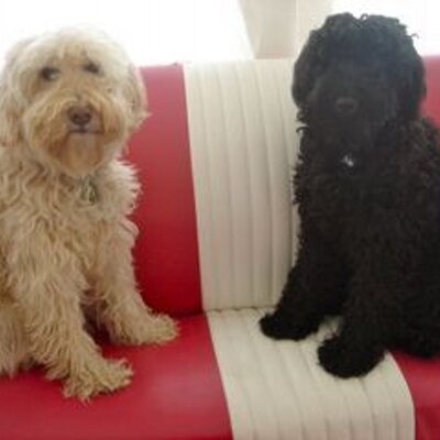 Profile Picture of Lexi And Kirby (@2terriers) on Twitter