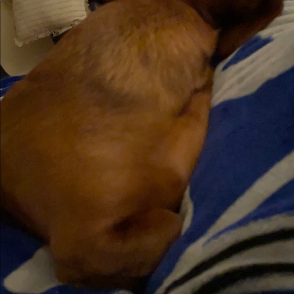 Profile Picture of Cassandra Tiberio (@c_tiberio) on Poshmark