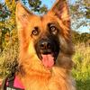Profile Picture of Kelly Miles (@@ourfamilyofgsd) on Tiktok
