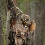 Profile Picture of David (@wildlifefocuseduk) on Instagram