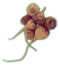 Profile Picture of Lepidium meyeniion Wikipedia