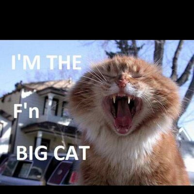 Profile Picture of Mike Gombos (@officialbigcat) on Twitter