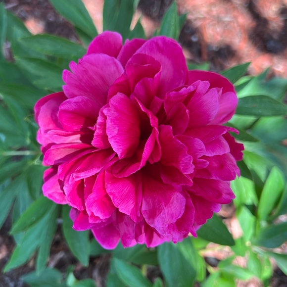 Profile Picture of Brianna Triplett (@sauraq) on Poshmark