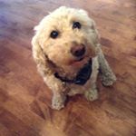 Profile Picture of Brendan Tracy (@charlytracy) on Instagram