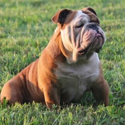 Andrew Destifanes - Twitter Profile Picture of Andrew Destifanes (@AndrewDes12) on Twitter