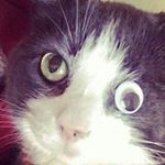 Profile Picture of Peter Lasagna (@kilometer__peter) on Instagram