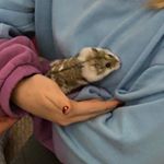 Profile Picture of dustin_hamster (@dustin_hamster) on Instagram